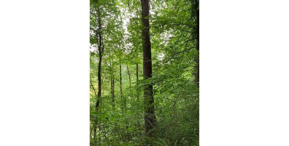 8 acres of restored ancient broadleaved woodland in the Wye Valley AONB
