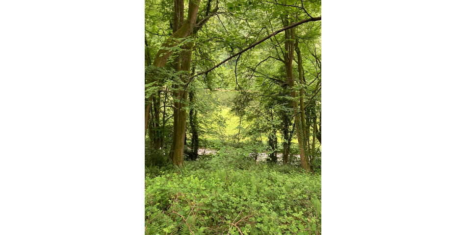8 acres of restored ancient broadleaved woodland in the Wye Valley AONB