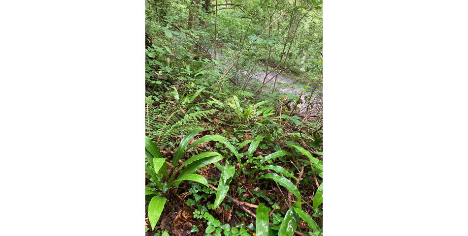 8 acres of restored ancient broadleaved woodland in the Wye Valley AONB