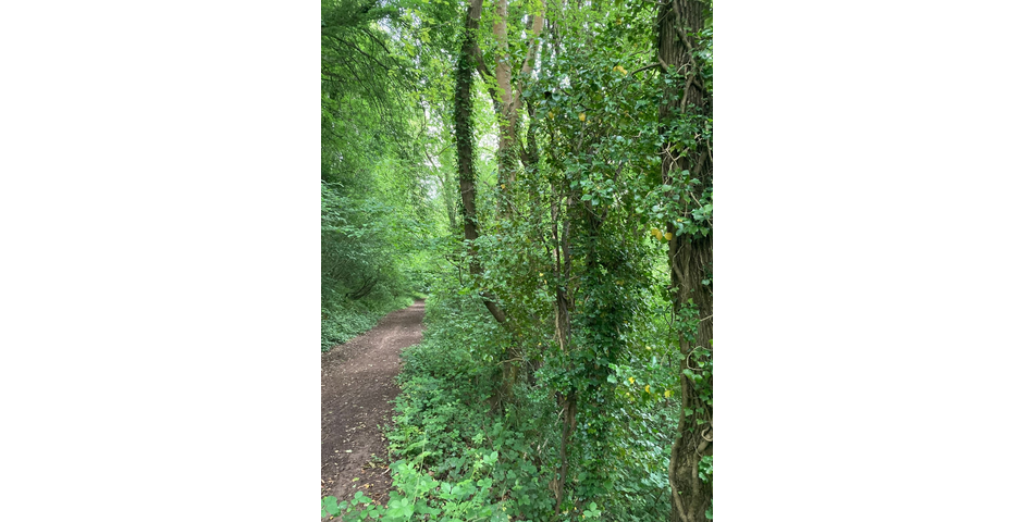 8 acres of restored ancient broadleaved woodland in the Wye Valley AONB