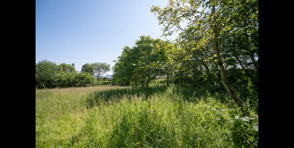 Thistledown Nursery