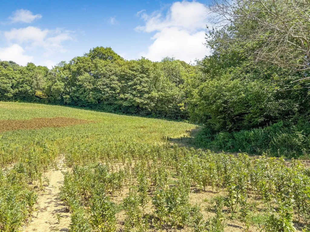 ‘Crowhurst’, Land off Riccards Lane, Whatlington, East Sussex, TN33 0NG