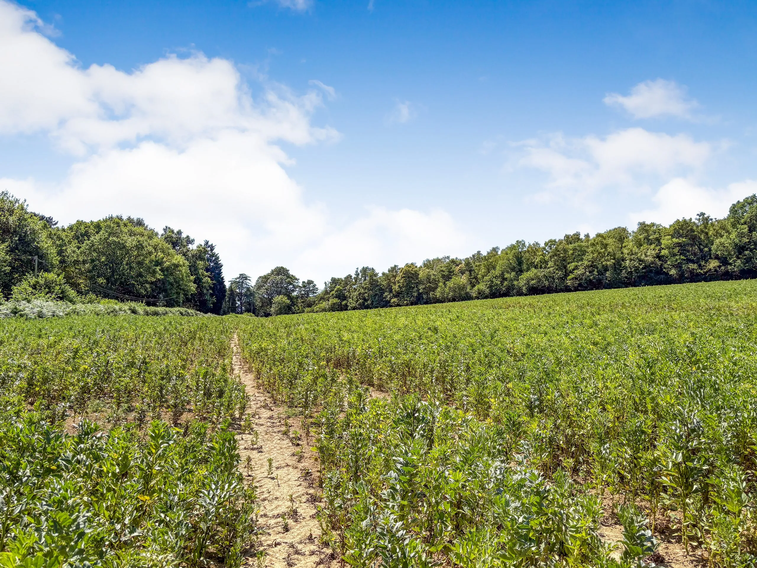 ‘Crowhurst’, Land off Riccards Lane, Whatlington, East Sussex, TN33 0NG