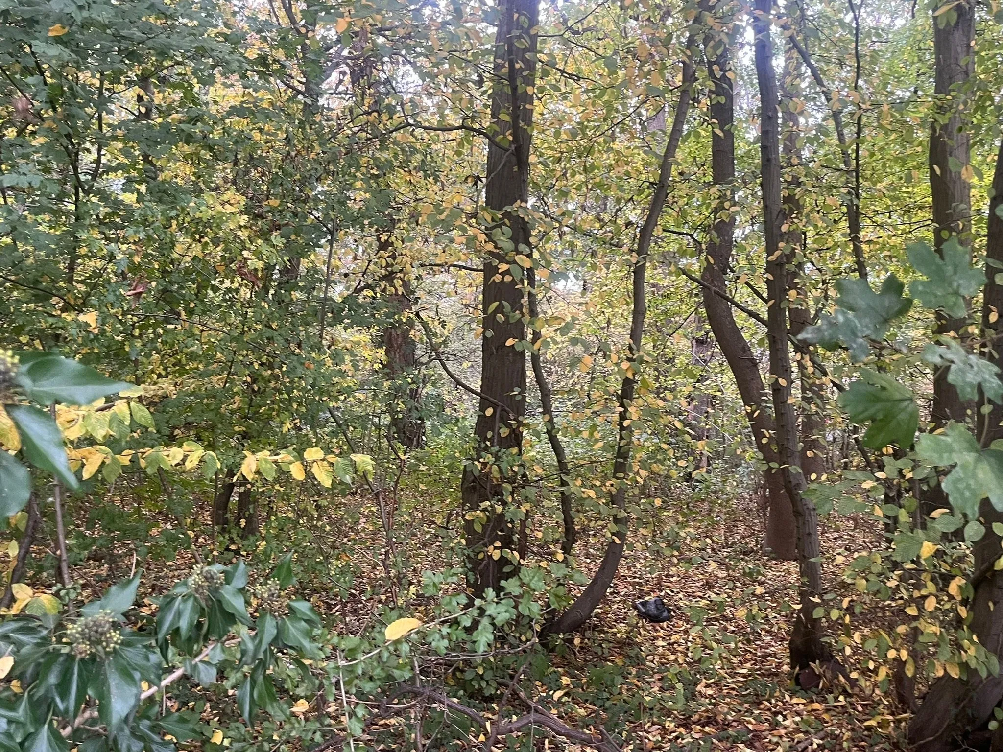 ‘Wildacres View’, Sandy Lane, Northwood, HA6 3HB