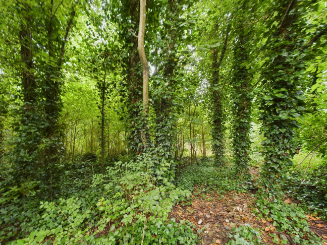 Forestry