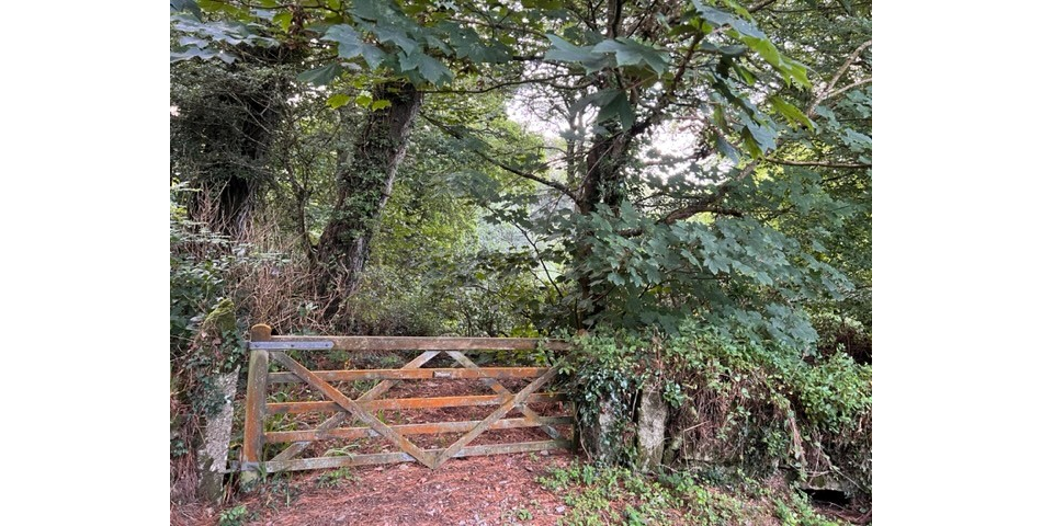 Plot 4 Menwinnion Land, Lamorna - Woodland