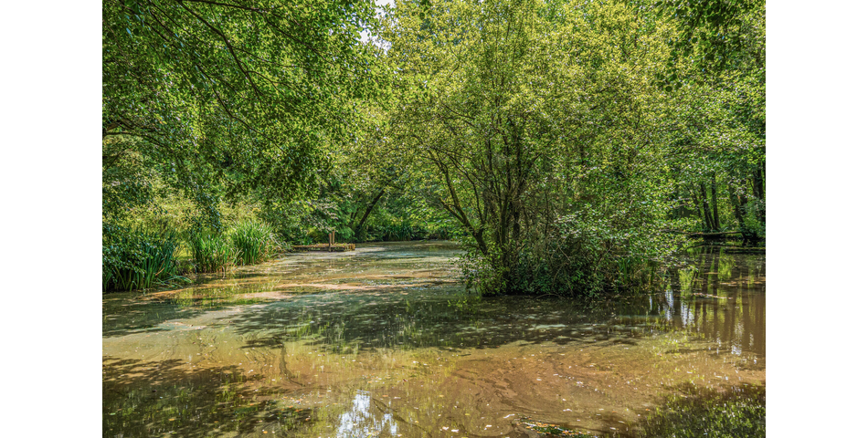 4.78 ACRE PLOT OF LAND WITH POND. VIDEO AVAILABLE. STOCKED LAKE.