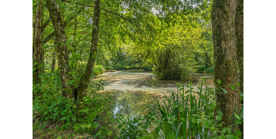 4.78 ACRE PLOT OF LAND WITH POND. VIDEO AVAILABLE. STOCKED LAKE.
