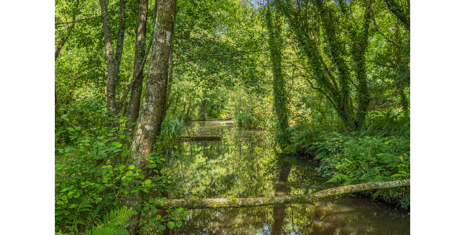 4.78 ACRE PLOT OF LAND WITH POND. VIDEO AVAILABLE. STOCKED LAKE.