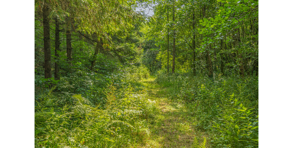 4.78 ACRE PLOT OF LAND WITH POND. VIDEO AVAILABLE. STOCKED LAKE.
