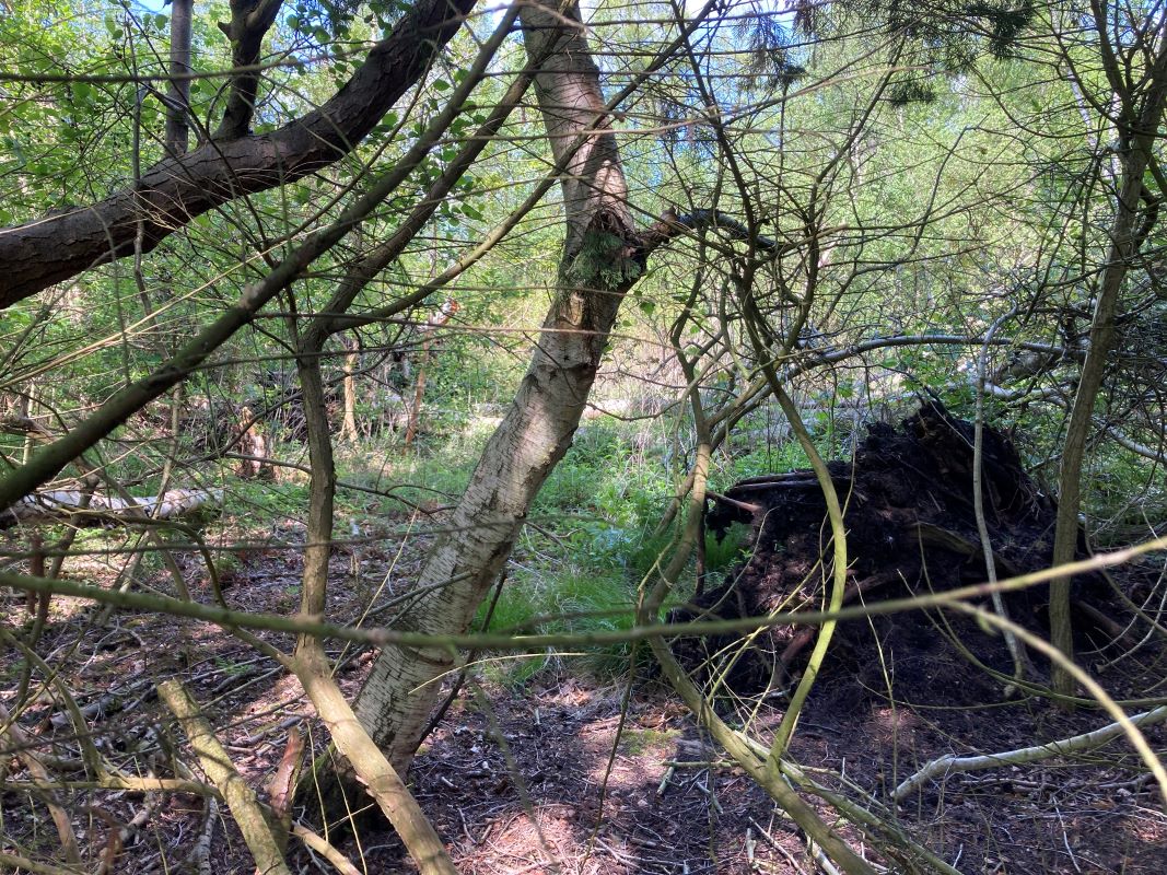Crabbetts Marsh, Horning, Norfolk, NR12 8JP - Online Auctions