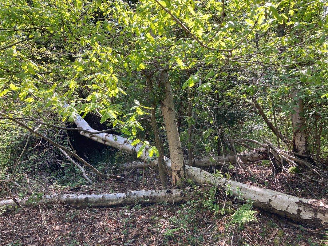 Crabbetts Marsh, Horning, Norfolk, NR12 8JP - Online Auctions