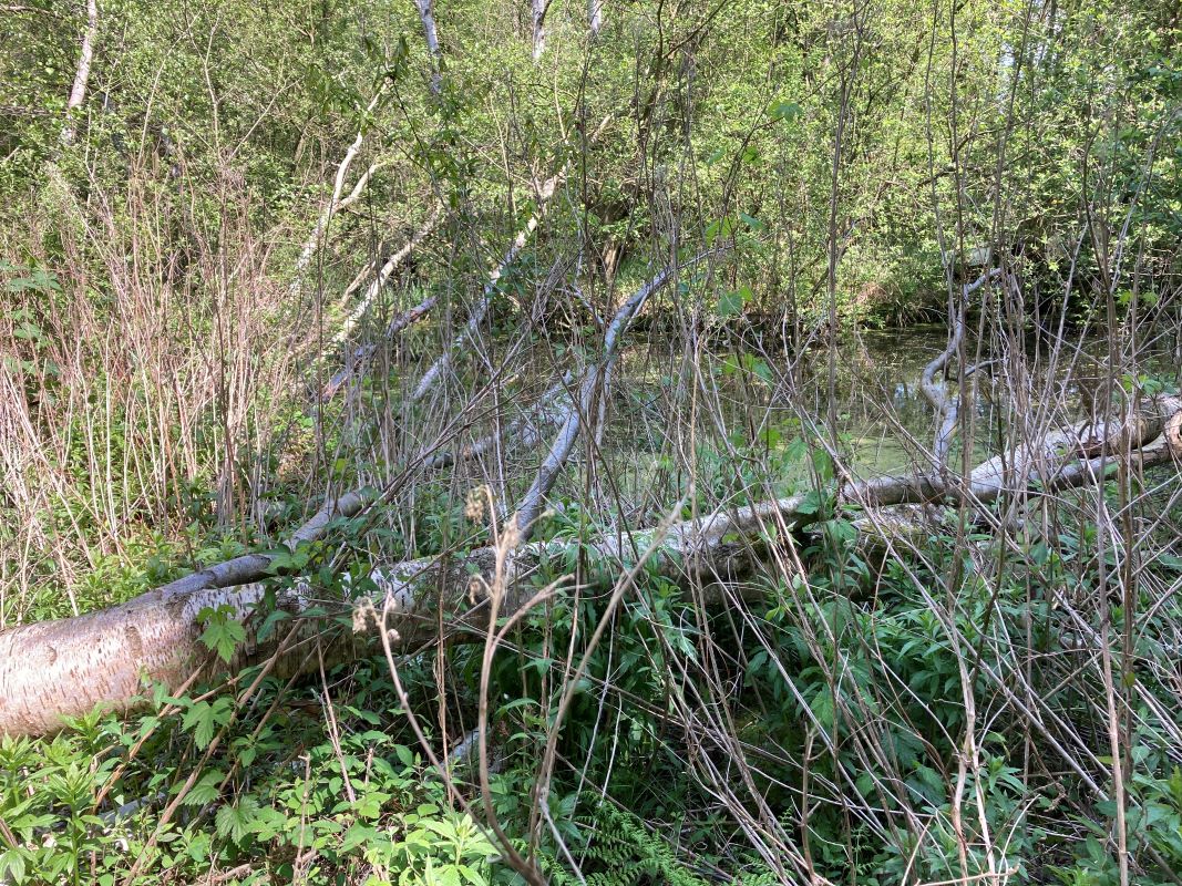 Crabbetts Marsh, Horning, Norfolk, NR12 8JP - Online Auctions