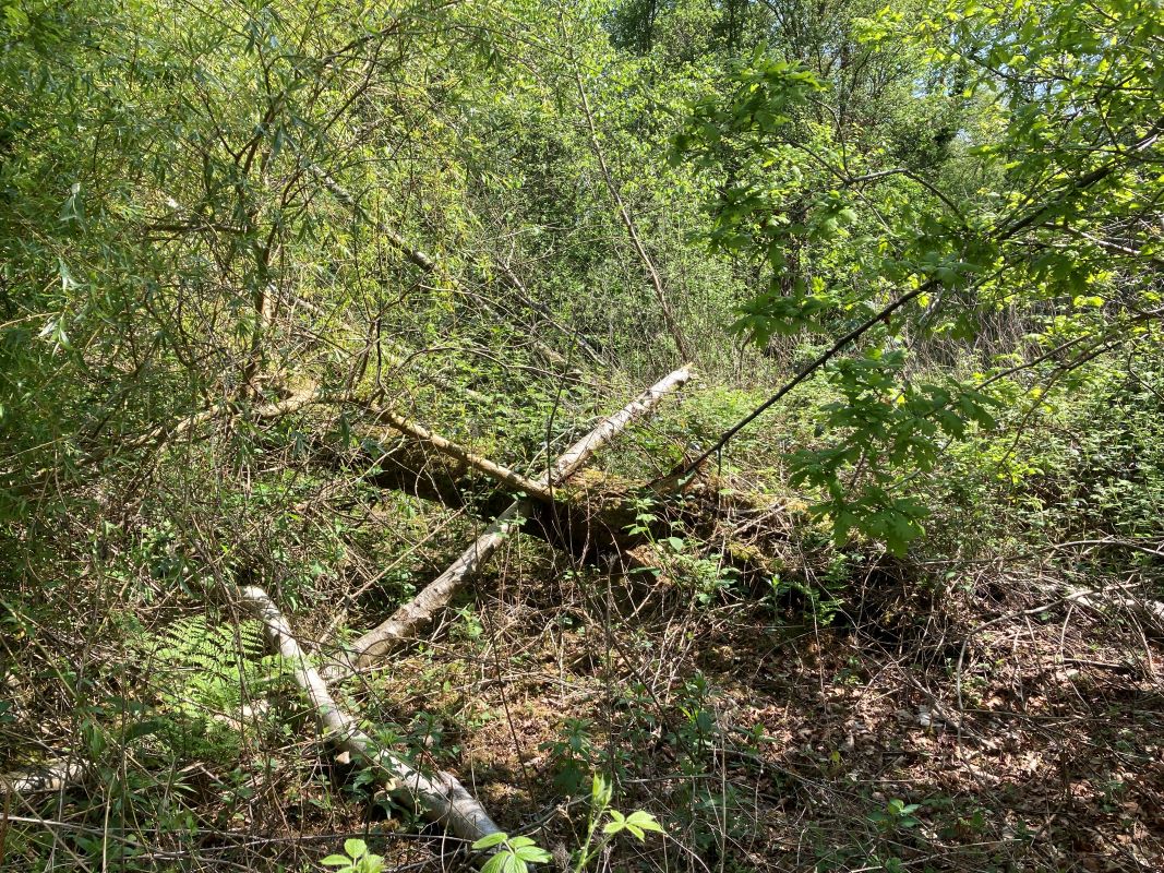 Crabbetts Marsh, Horning, Norfolk, NR12 8JP - Online Auctions