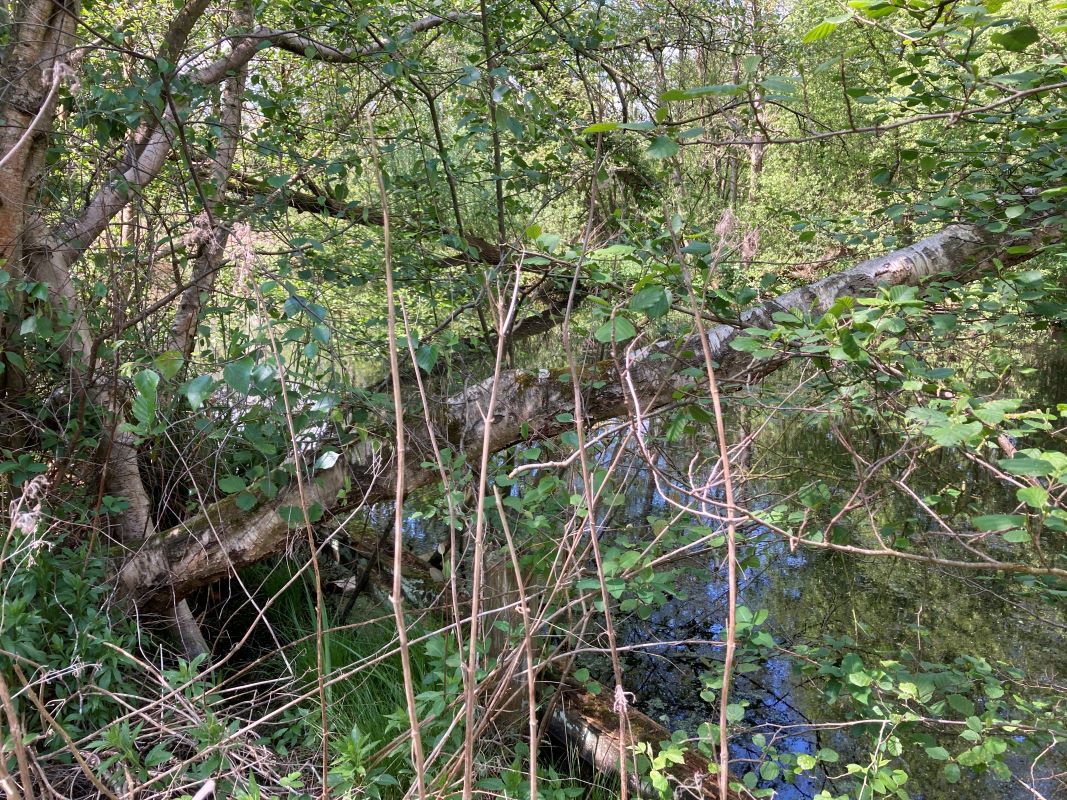Crabbetts Marsh, Horning, Norfolk, NR12 8JP - Online Auctions