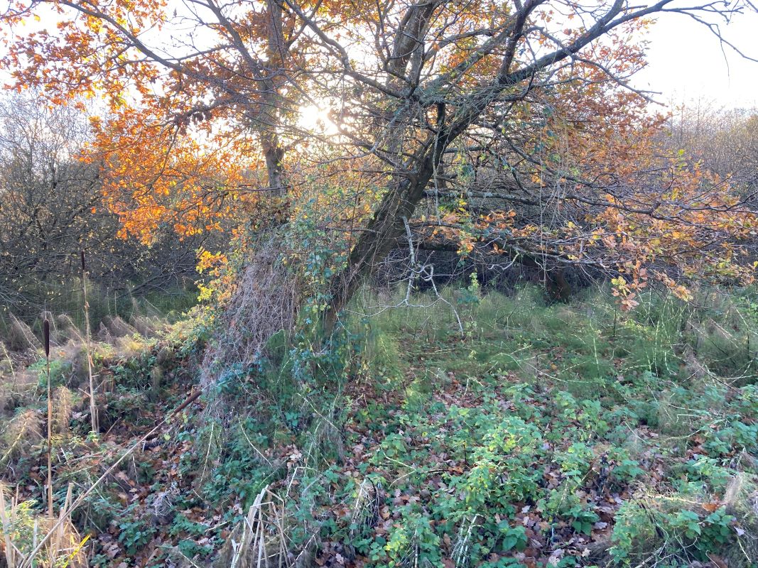 Land, Mill Road, Whitwell, Reepham, Norwich, Norfolk, NR10 4RD - Online Auctions