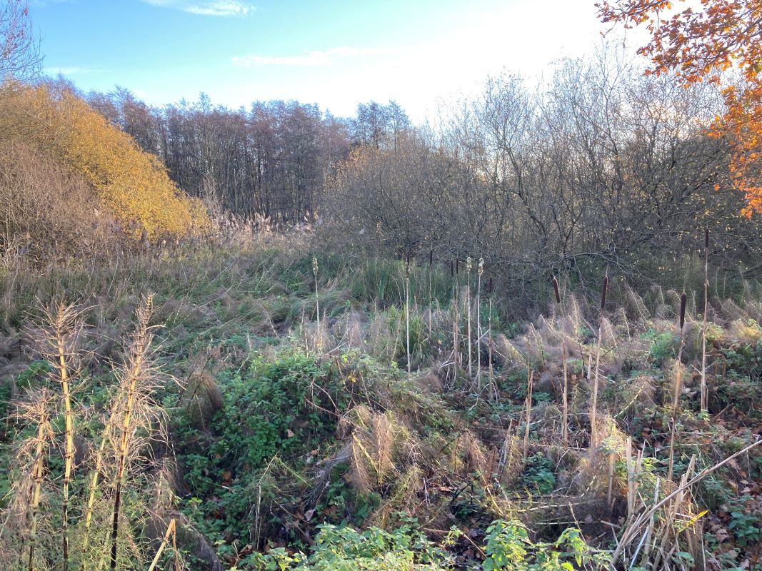 Land, Mill Road, Whitwell, Reepham, Norwich, Norfolk, NR10 4RD - Online Auctions