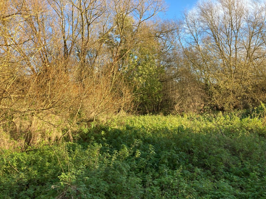 Land, Mill Road, Whitwell, Reepham, Norwich, Norfolk, NR10 4RD - Online Auctions