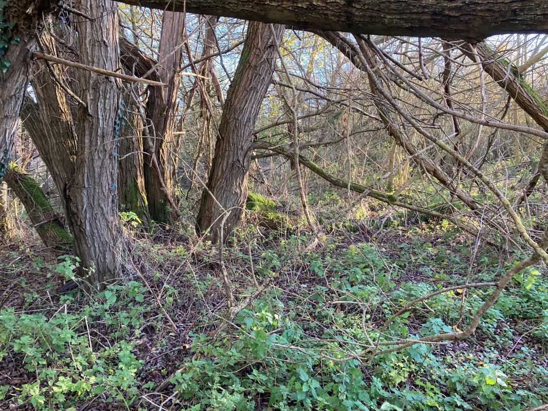 Land, Mill Road, Whitwell, Reepham, Norwich, Norfolk, NR10 4RD - Online Auctions