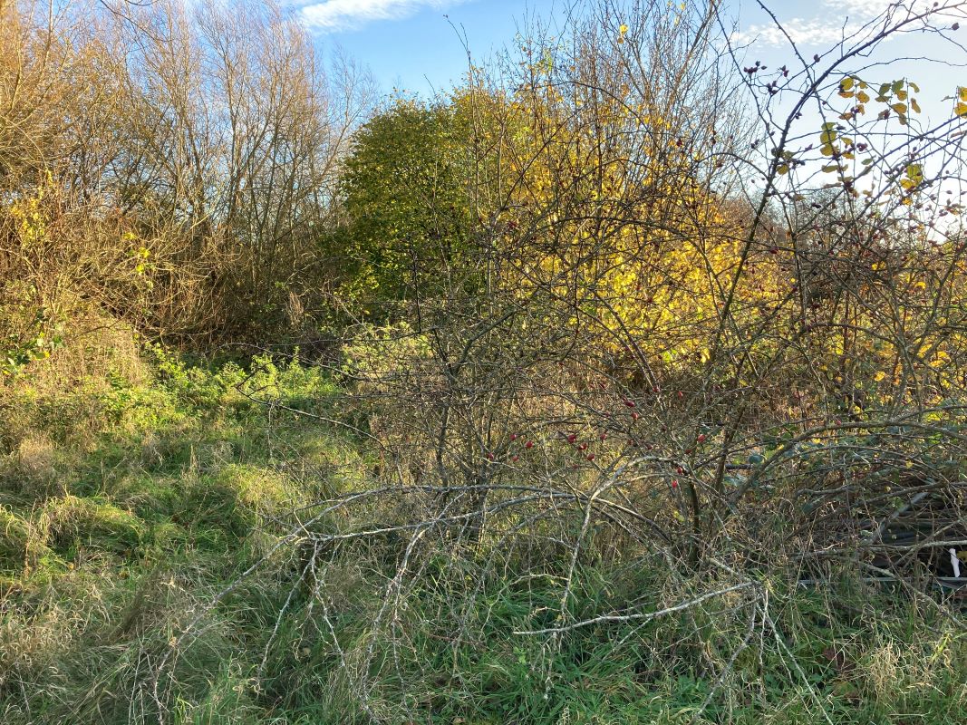 Land, Mill Road, Whitwell, Reepham, Norwich, Norfolk, NR10 4RD - Online Auctions