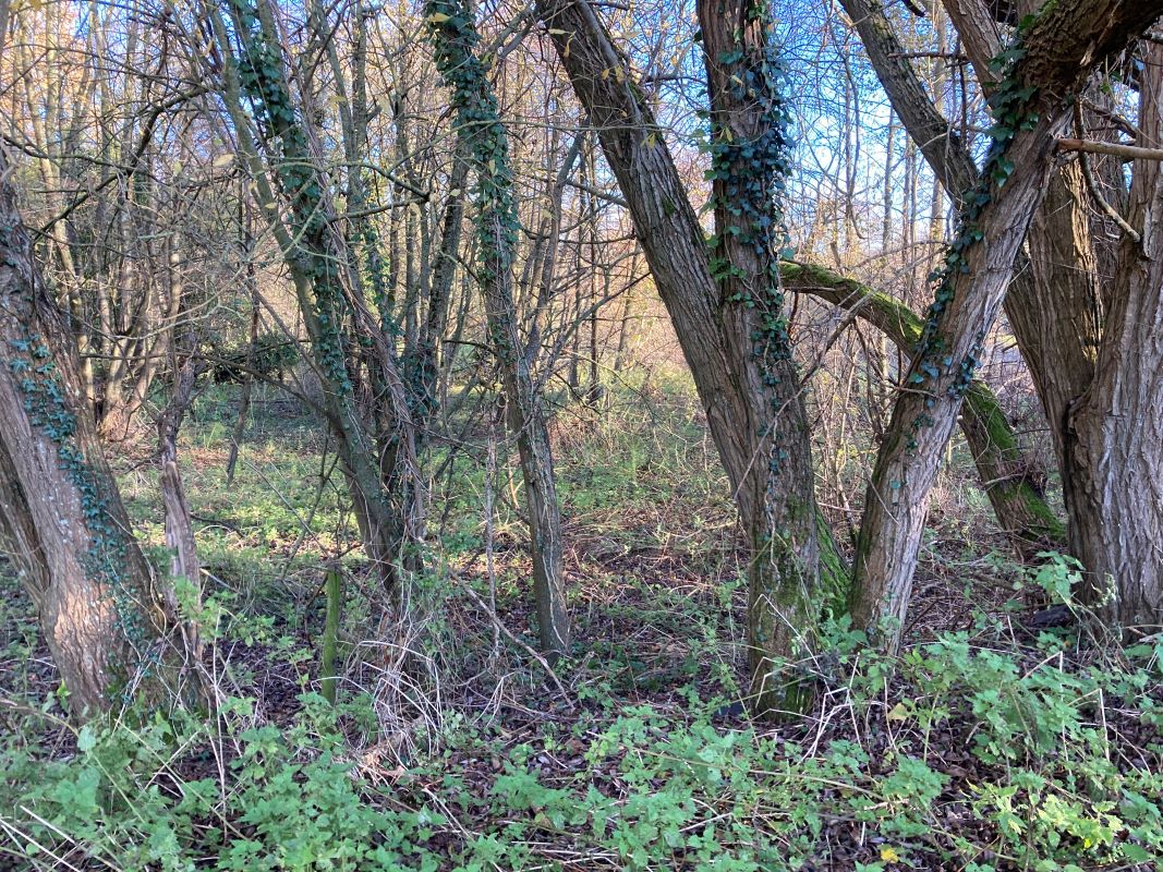 Land, Mill Road, Whitwell, Reepham, Norwich, Norfolk, NR10 4RD - Online Auctions