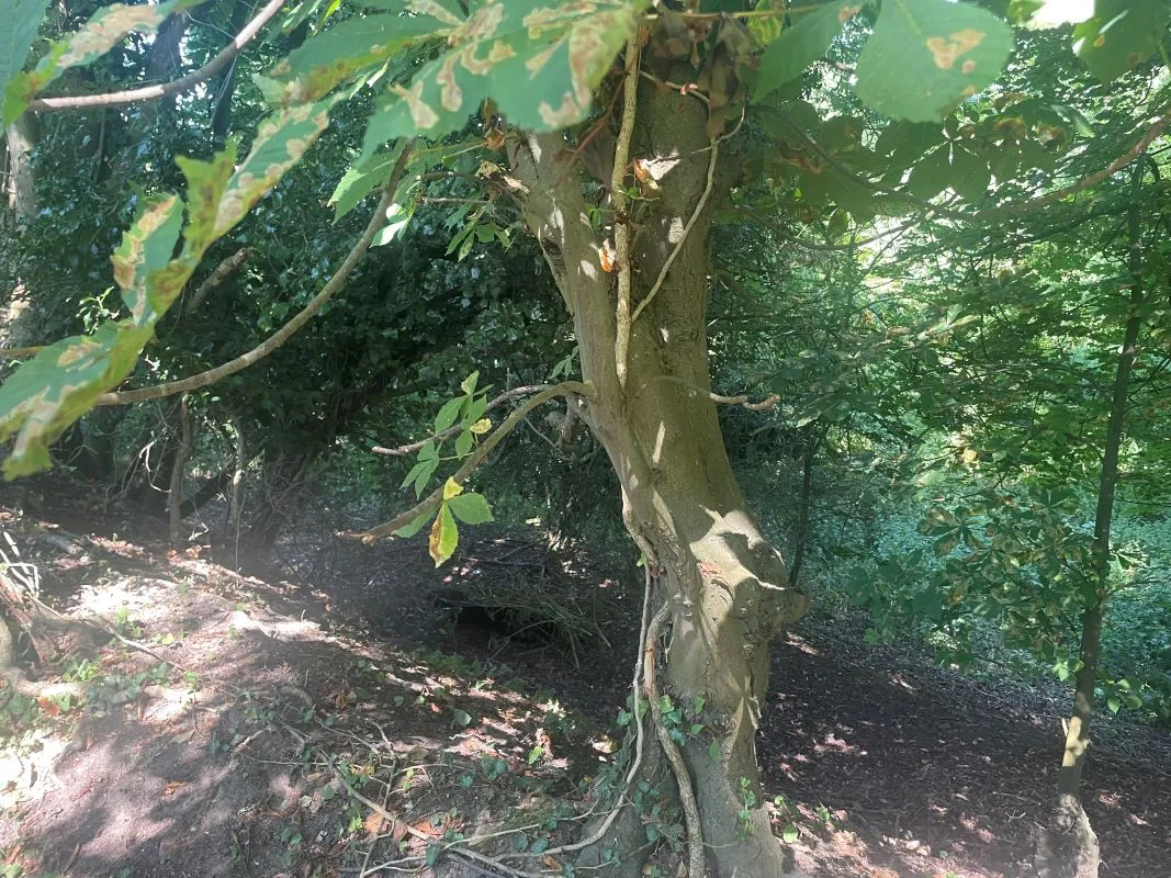 Parcel of Land, Squires Road, Halvergate, Norwich, Norfolk, NR13 3PZ - Online Auctions