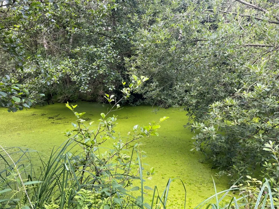 Marshland adjacent to Woodlands Way Road, Off South Quays Lane, Horning, Norwich, Norfolk, NR12 8JR - Online Auctions