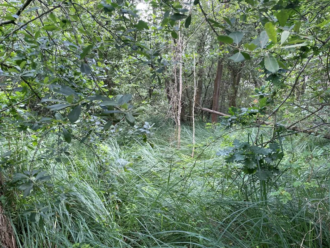 Marshland adjacent to Woodlands Way Road, Off South Quays Lane, Horning, Norwich, Norfolk, NR12 8JR - Online Auctions
