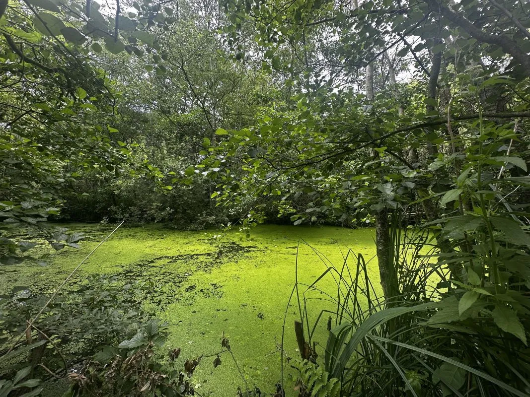 Marshland adjacent to Woodlands Way Road, Off South Quays Lane, Horning, Norwich, Norfolk, NR12 8JR - Online Auctions
