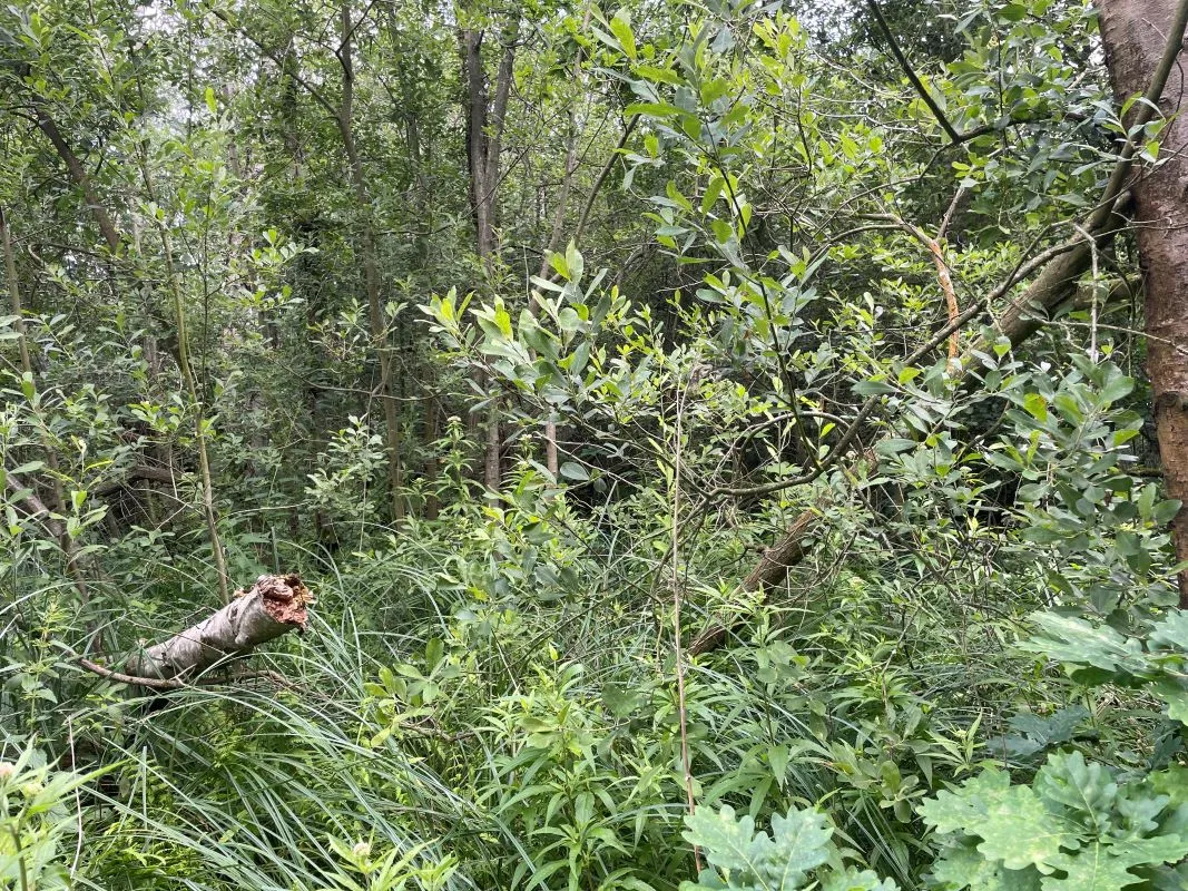 Marshland adjacent to Woodlands Way Road, Off South Quays Lane, Horning, Norwich, Norfolk, NR12 8JR - Online Auctions