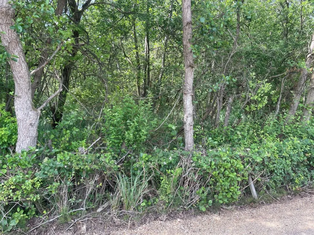 Marshland adjacent to Woodlands Way Road, Off South Quays Lane, Horning, Norwich, Norfolk, NR12 8JR - Online Auctions