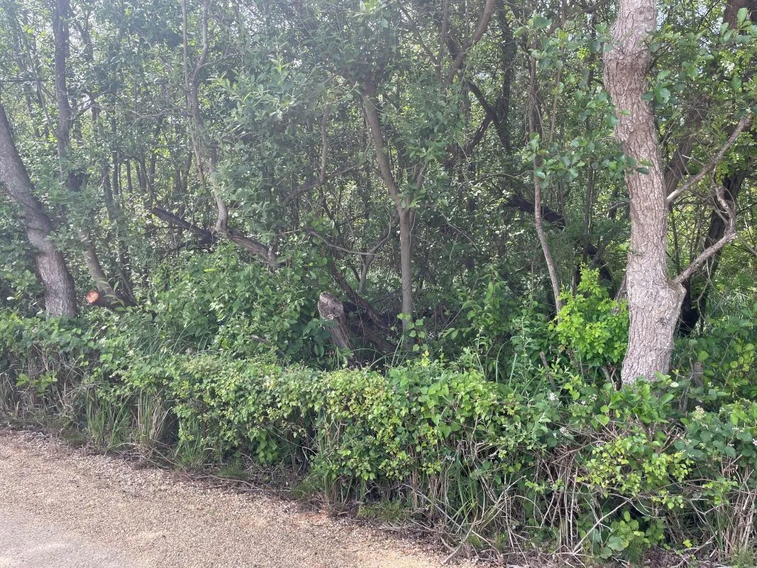 Marshland adjacent to Woodlands Way Road, Off South Quays Lane, Horning, Norwich, Norfolk, NR12 8JR - Online Auctions