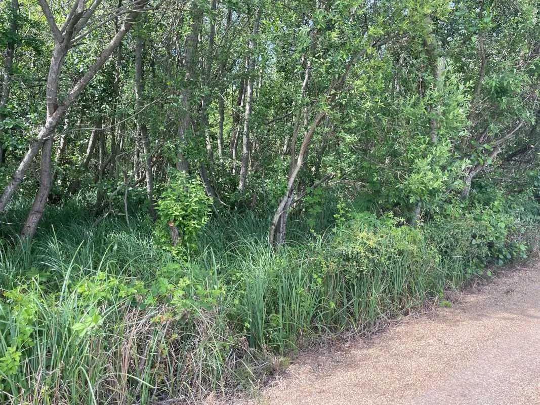Marshland adjacent to Woodlands Way Road, Off South Quays Lane, Horning, Norwich, Norfolk, NR12 8JR - Online Auctions