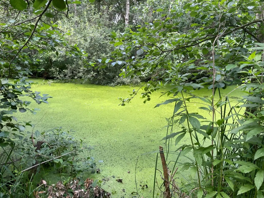 Marshland adjacent to Woodlands Way Road, Off South Quays Lane, Horning, Norwich, Norfolk, NR12 8JR - Online Auctions