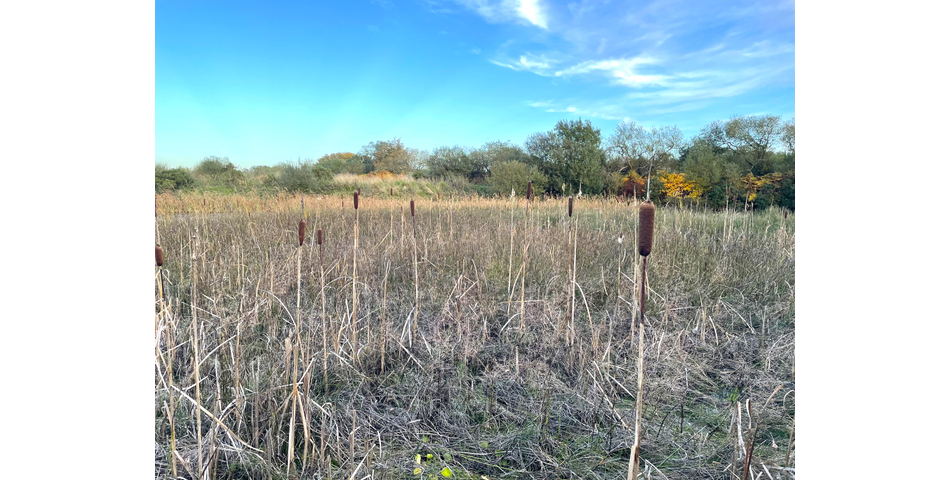 Trewint Marsh, Altarnun, Launceston, Cornwall, PL15 7TF
