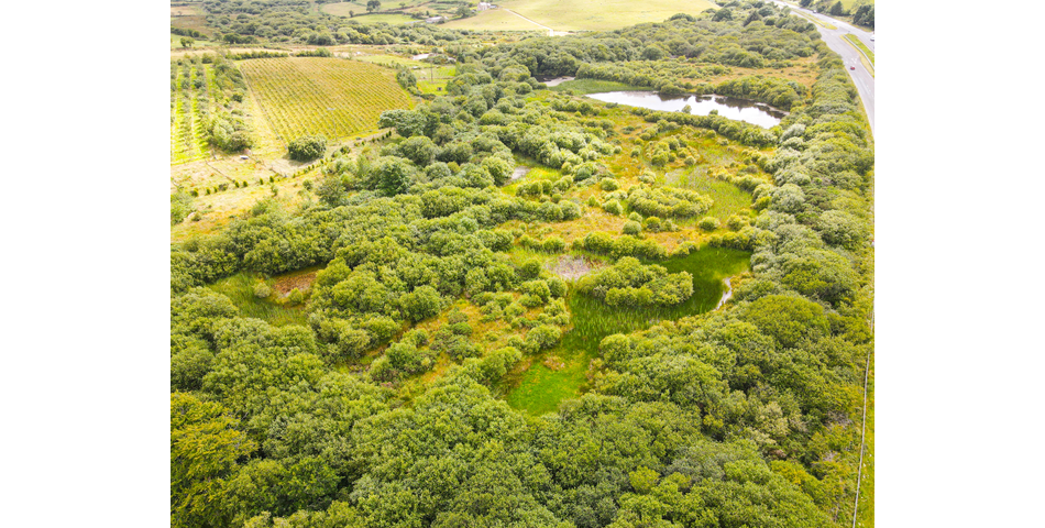 Trewint Marsh, Altarnun, Launceston, Cornwall, PL15 7TF
