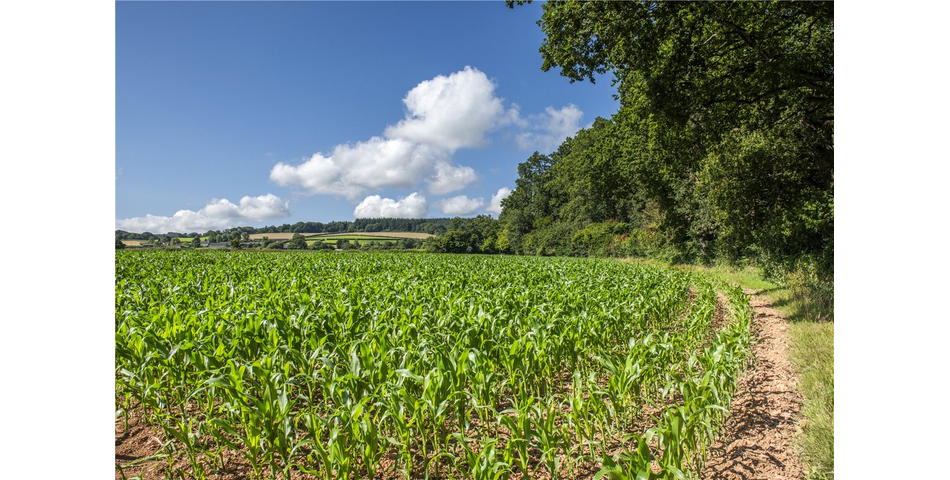 Land at Spaxton (on the Old Coach Road)
