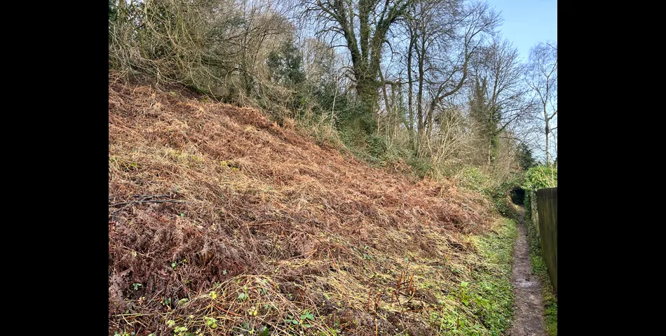 Woodland at Mitcheldean