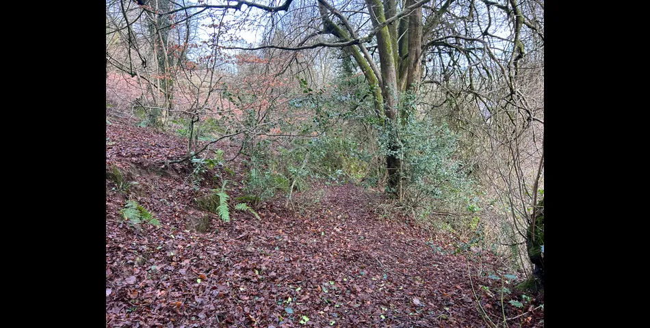 Woodland at Mitcheldean