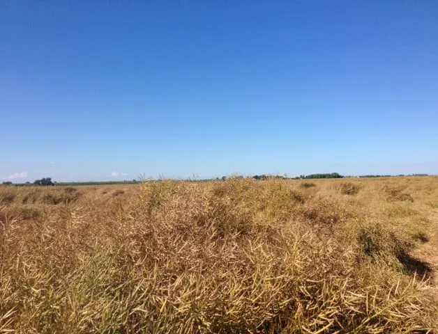 12.57 acres of land off Short Drove, Pymoor, Ely, Cambridgeshire, CB6 2EH