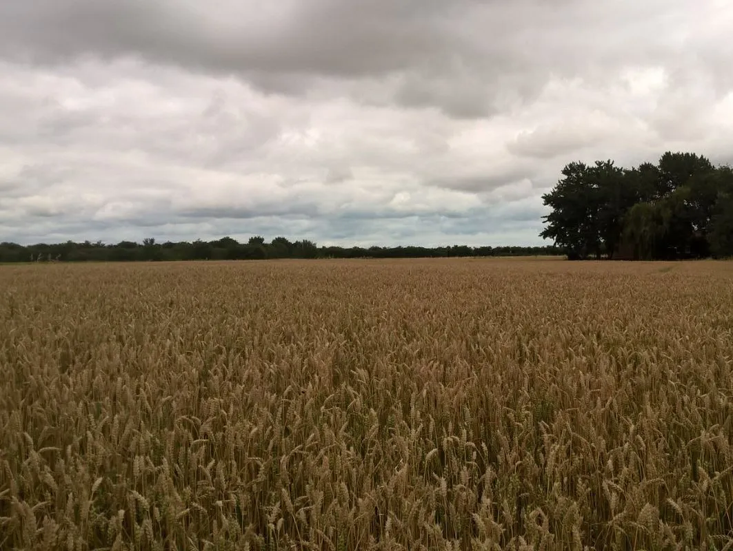 3.66 acres of land off Wisbech Road, Walpole St Andrews, Wisbech, Cambridgeshire, PE14 7HJ