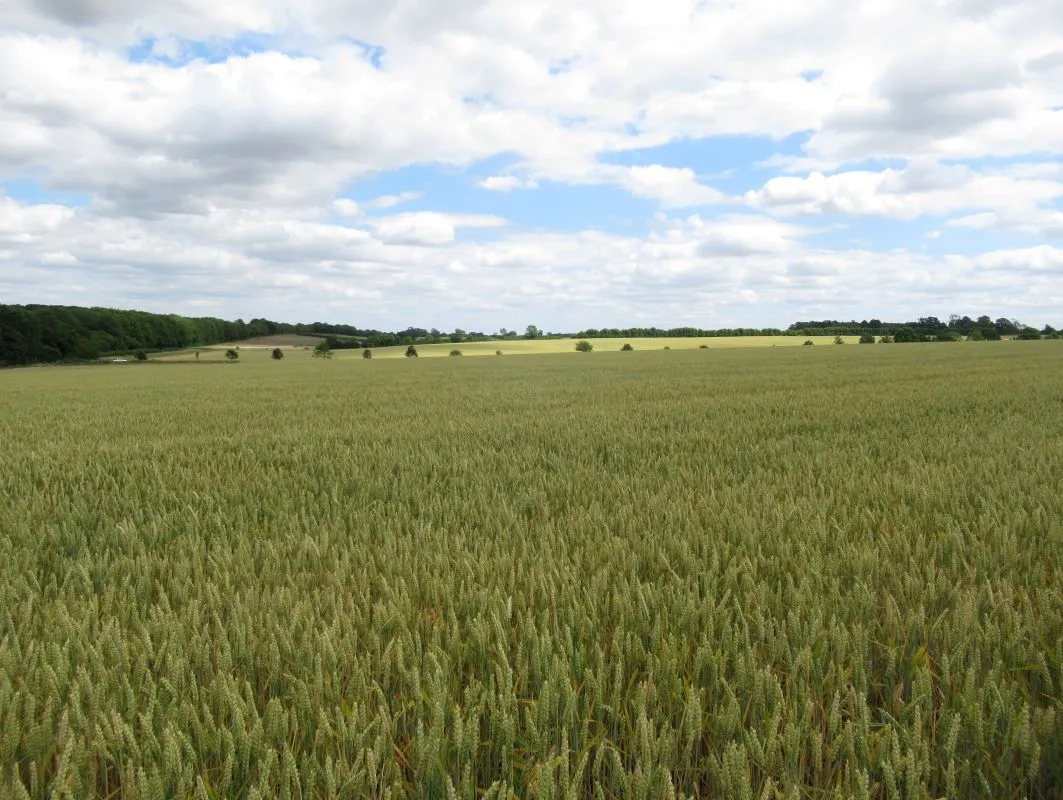 34.77 acres at Hale Road Station Road, Holme Hale, Thetford, Norfolk, IP25 7DZ