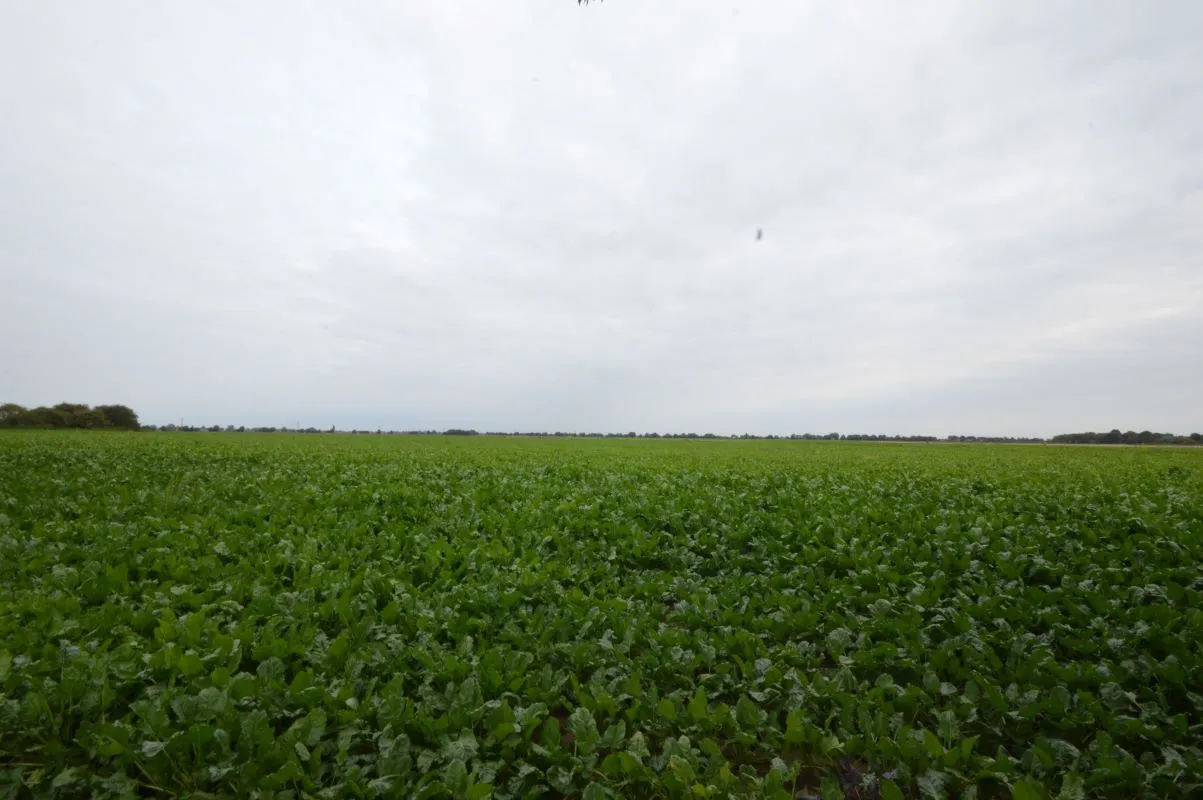 48.86 acres land off the B1101, Coldham, Wisbech, Cambridgeshire, PE14 0NF