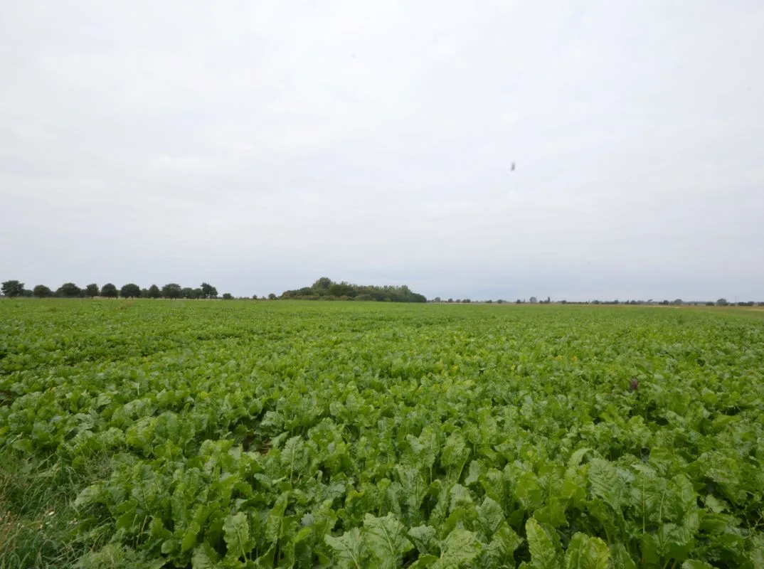 48.86 acres land off the B1101, Coldham, Wisbech, Cambridgeshire, PE14 0NF