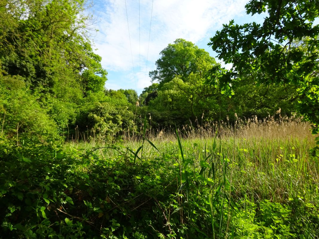 Land at Wilford Bridge, Bromeswell, Woodbridge, Suffolk, IP12 2PG - Online Auctions