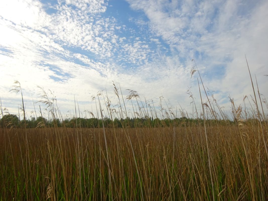 Land at Wilford Bridge, Bromeswell, Woodbridge, Suffolk, IP12 2PG - Online Auctions