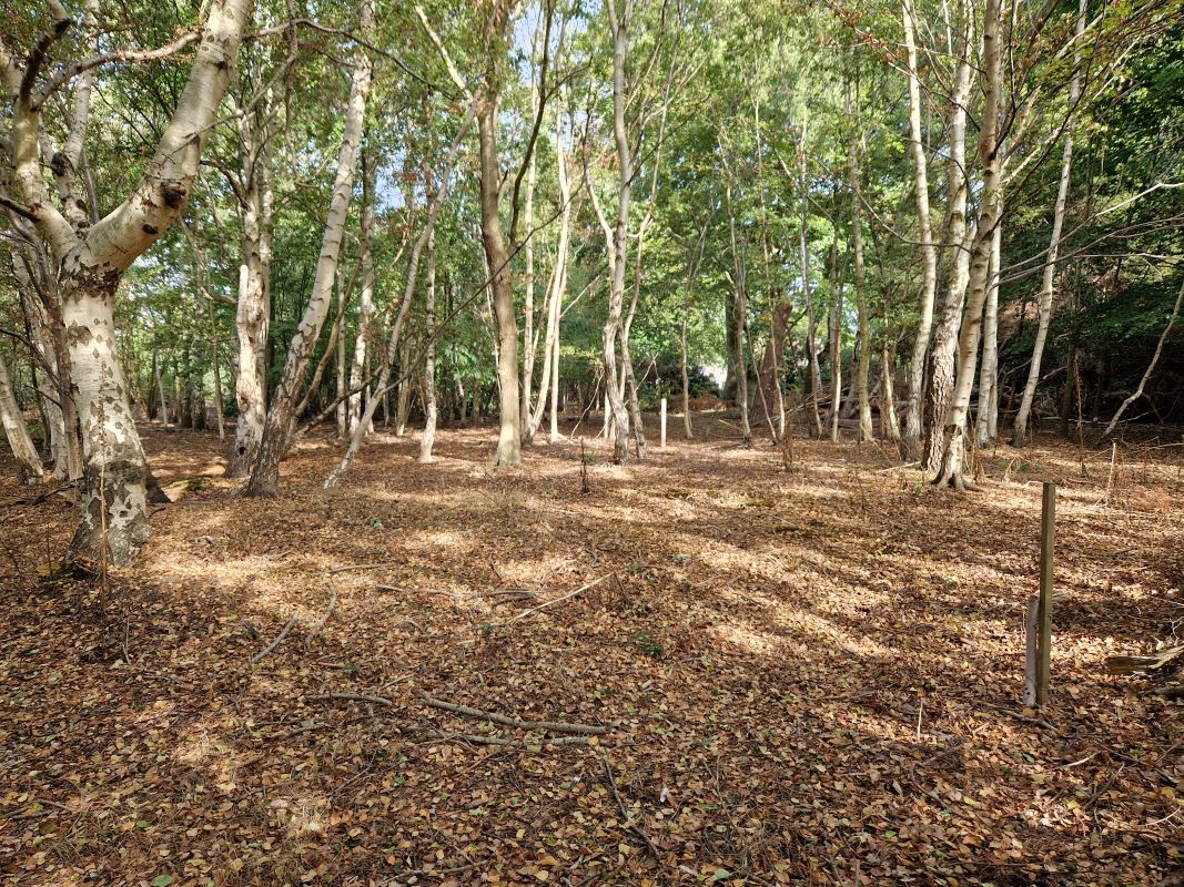Stonehouse Plantation, Aldringham Cum Thorpe, Nr Thorpeness, Suffolk, IP16 4LT - Online Auctions