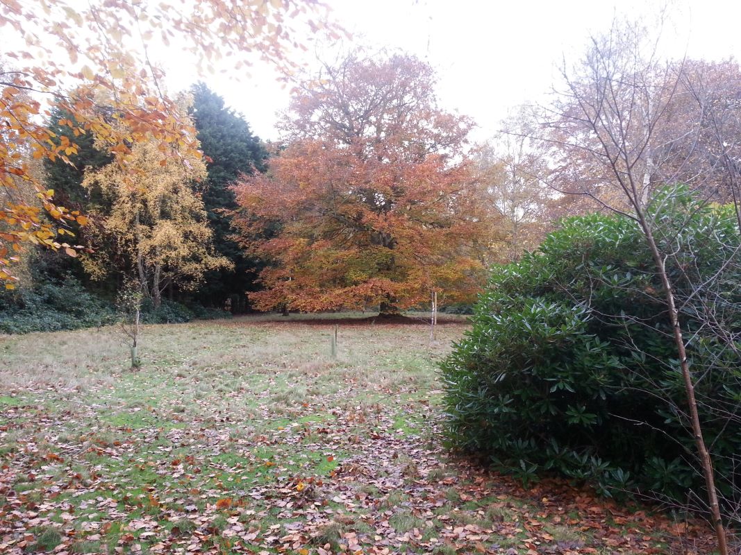 Stonehouse Plantation, Aldringham Cum Thorpe, Nr Thorpeness, Suffolk, IP16 4LT - Online Auctions