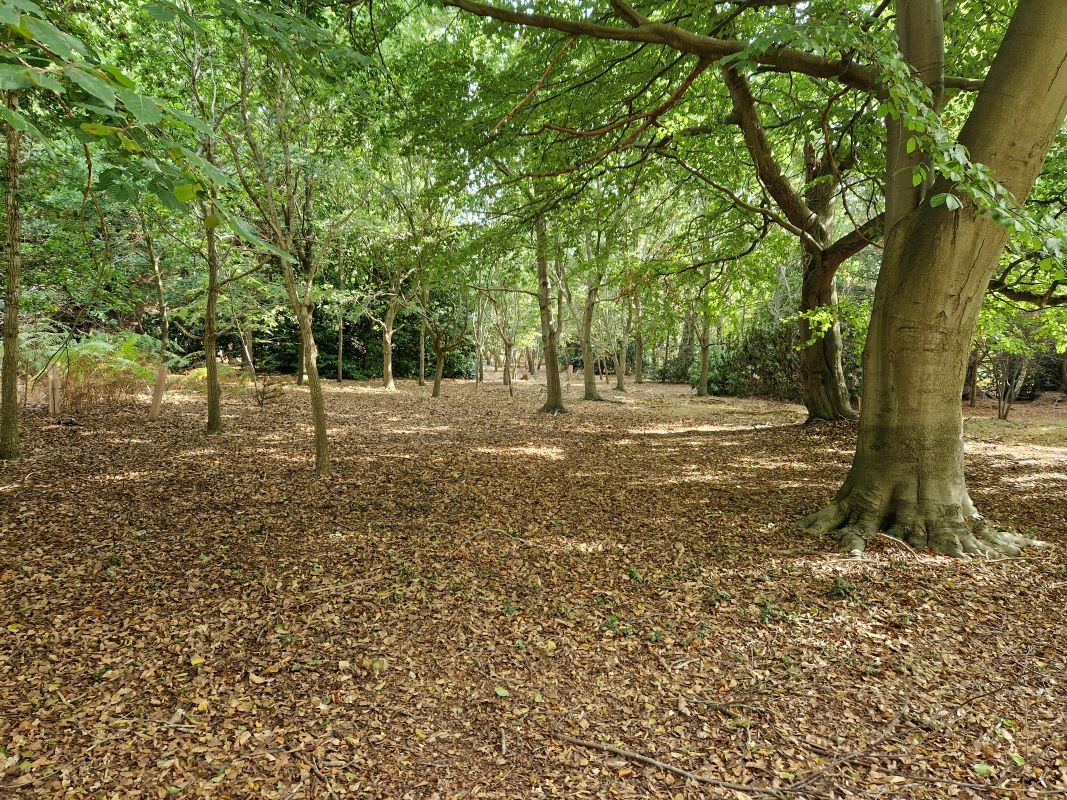 Stonehouse Plantation, Aldringham Cum Thorpe, Nr Thorpeness, Suffolk, IP16 4LT - Online Auctions