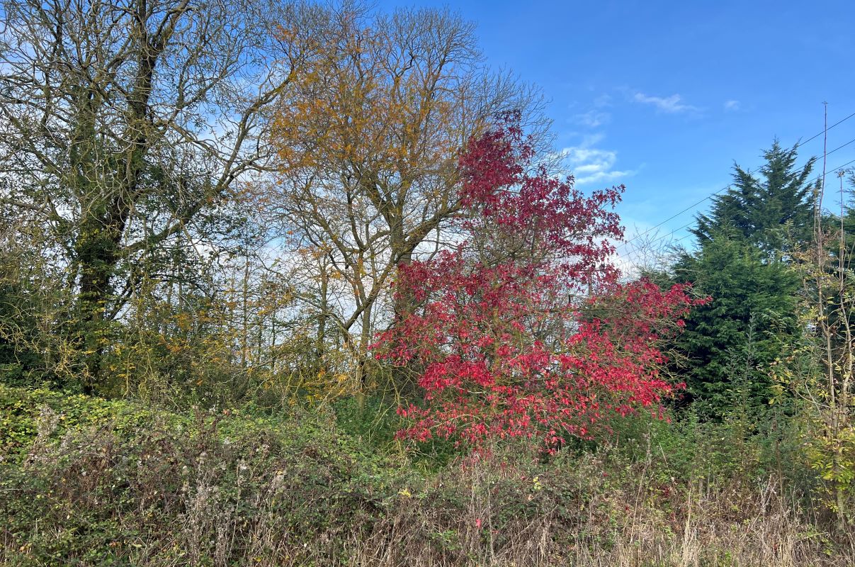 Plot of Land adjacent to Willow Farm, Church Road, Wilby, Eye, Suffolk, IP21 5LE - Online Auctions